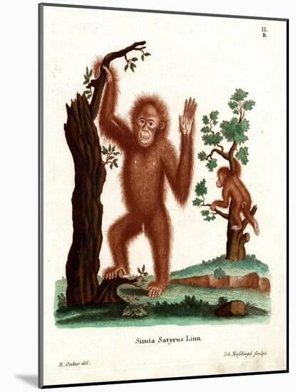 Sumatran Orang-Outang-null-Mounted Giclee Print