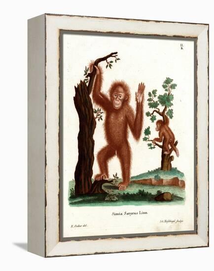 Sumatran Orang-Outang-null-Framed Premier Image Canvas