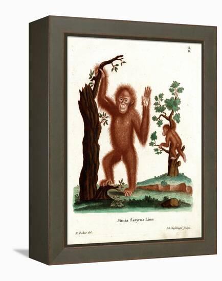 Sumatran Orang-Outang-null-Framed Premier Image Canvas