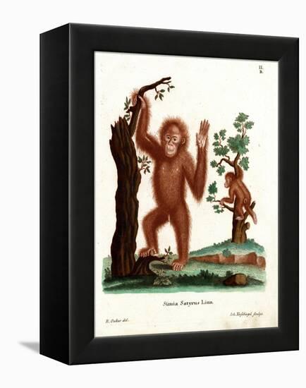 Sumatran Orang-Outang-null-Framed Premier Image Canvas