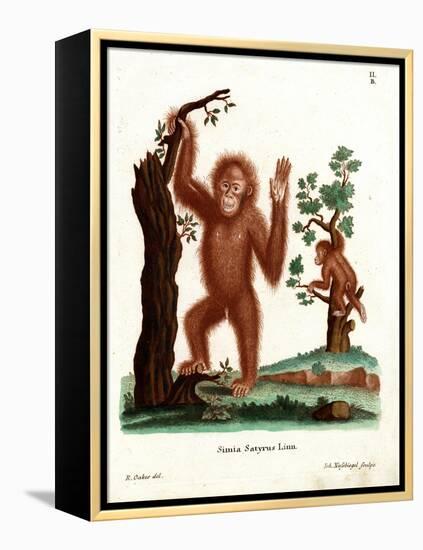 Sumatran Orang-Outang-null-Framed Premier Image Canvas