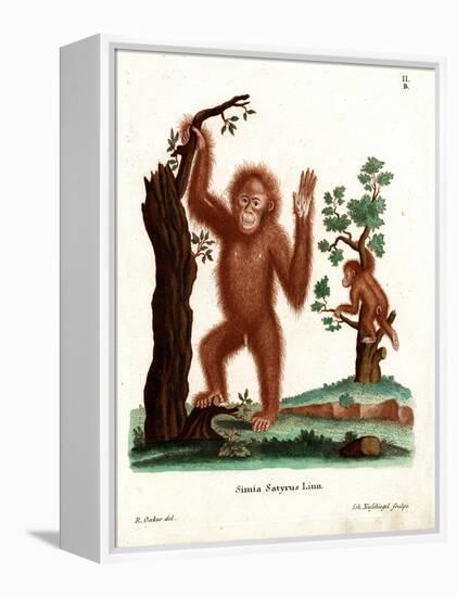 Sumatran Orang-Outang-null-Framed Premier Image Canvas