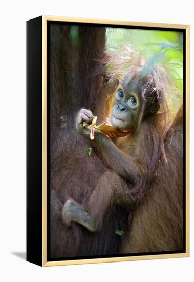 Sumatran Orangutan 9 Month Old Infant-null-Framed Premier Image Canvas