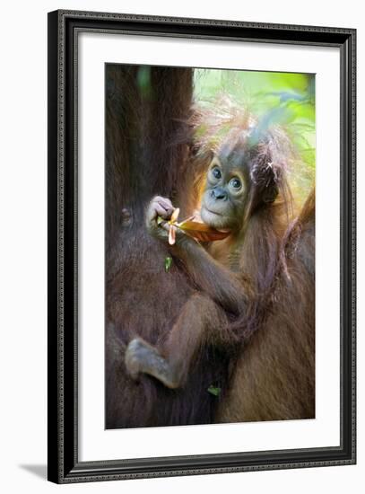 Sumatran Orangutan 9 Month Old Infant-null-Framed Photographic Print