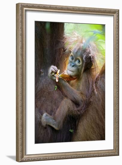 Sumatran Orangutan 9 Month Old Infant-null-Framed Photographic Print