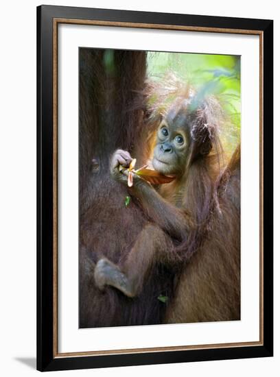 Sumatran Orangutan 9 Month Old Infant-null-Framed Photographic Print