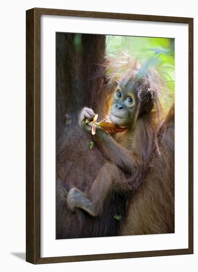 Sumatran Orangutan 9 Month Old Infant-null-Framed Photographic Print