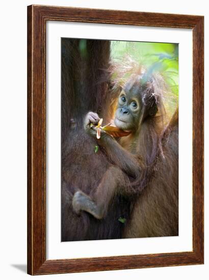 Sumatran Orangutan 9 Month Old Infant-null-Framed Photographic Print