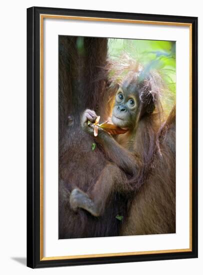 Sumatran Orangutan 9 Month Old Infant-null-Framed Photographic Print