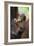 Sumatran Orangutan 9 Month Old Infant-null-Framed Photographic Print