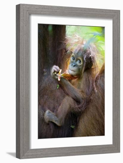 Sumatran Orangutan 9 Month Old Infant-null-Framed Photographic Print