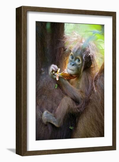 Sumatran Orangutan 9 Month Old Infant-null-Framed Photographic Print