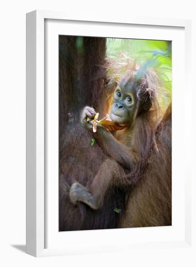 Sumatran Orangutan 9 Month Old Infant-null-Framed Photographic Print