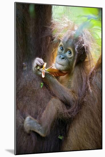 Sumatran Orangutan 9 Month Old Infant-null-Mounted Photographic Print
