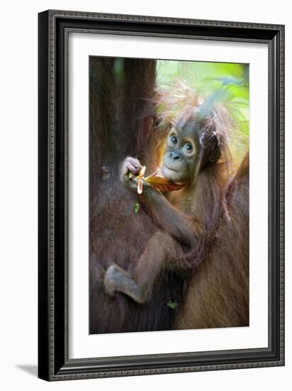 Sumatran Orangutan 9 Month Old Infant-null-Framed Photographic Print