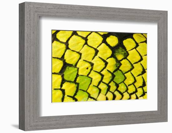 Sumatran pitviper detail of scales, Borneo-Alex Hyde-Framed Photographic Print