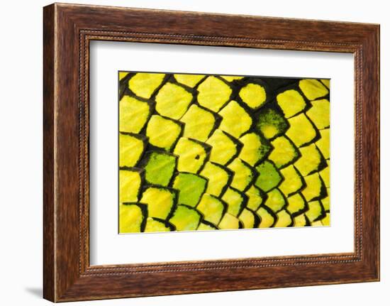 Sumatran pitviper detail of scales, Borneo-Alex Hyde-Framed Photographic Print