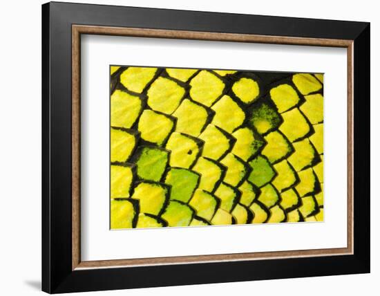 Sumatran pitviper detail of scales, Borneo-Alex Hyde-Framed Photographic Print