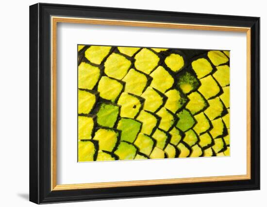 Sumatran pitviper detail of scales, Borneo-Alex Hyde-Framed Photographic Print