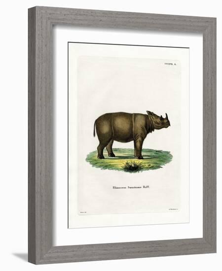 Sumatran Rhinoceros-null-Framed Giclee Print