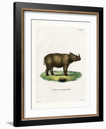 Sumatran Rhinoceros-null-Framed Giclee Print