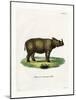 Sumatran Rhinoceros-null-Mounted Giclee Print