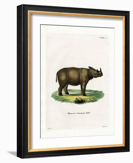 Sumatran Rhinoceros-null-Framed Giclee Print