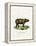 Sumatran Rhinoceros-null-Framed Premier Image Canvas