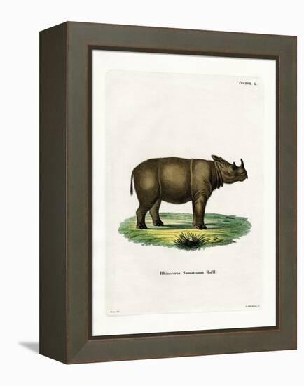 Sumatran Rhinoceros-null-Framed Premier Image Canvas