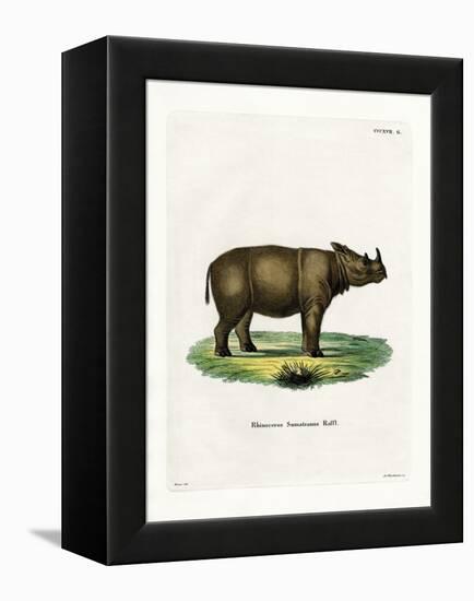 Sumatran Rhinoceros-null-Framed Premier Image Canvas