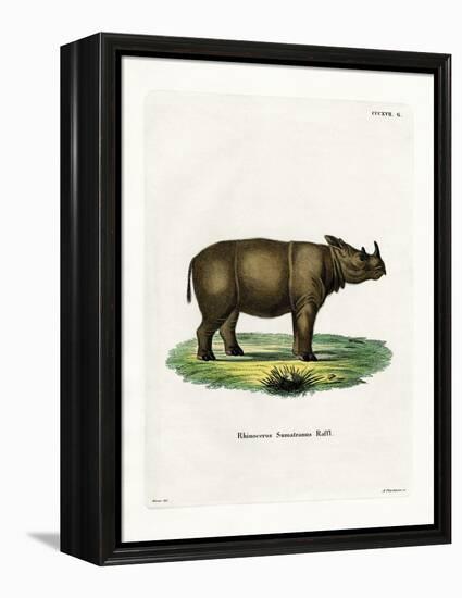 Sumatran Rhinoceros-null-Framed Premier Image Canvas