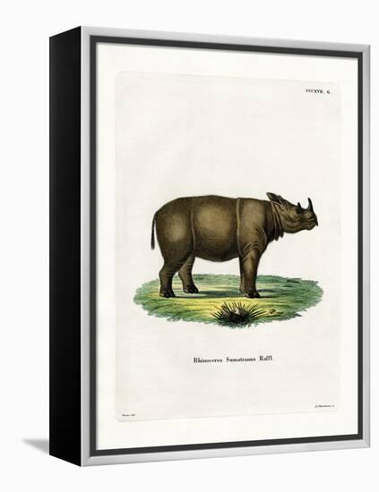 Sumatran Rhinoceros-null-Framed Premier Image Canvas