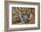 Sumatran Tiger (Panthera Tigris Sumatrae), Captive, Occurs In Sumatra, Indonesia-Edwin Giesbers-Framed Photographic Print