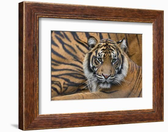 Sumatran Tiger (Panthera Tigris Sumatrae), Captive, Occurs In Sumatra, Indonesia-Edwin Giesbers-Framed Photographic Print