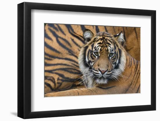 Sumatran Tiger (Panthera Tigris Sumatrae), Captive, Occurs In Sumatra, Indonesia-Edwin Giesbers-Framed Photographic Print