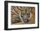 Sumatran Tiger (Panthera Tigris Sumatrae), Captive, Occurs In Sumatra, Indonesia-Edwin Giesbers-Framed Photographic Print