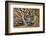 Sumatran Tiger (Panthera Tigris Sumatrae), Captive, Occurs In Sumatra, Indonesia-Edwin Giesbers-Framed Photographic Print