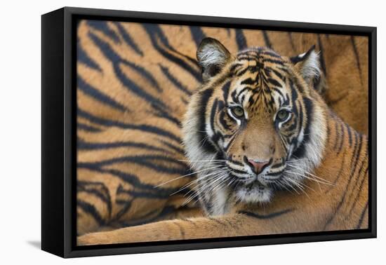 Sumatran Tiger (Panthera Tigris Sumatrae), Captive, Occurs In Sumatra, Indonesia-Edwin Giesbers-Framed Premier Image Canvas