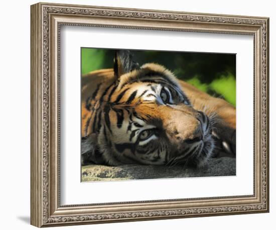 Sumatran Tiger Resting. Captive, Iucn Red List of Endangered Species-Eric Baccega-Framed Photographic Print