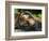 Sumatran Tiger Resting. Captive, Iucn Red List of Endangered Species-Eric Baccega-Framed Photographic Print