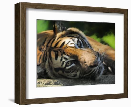 Sumatran Tiger Resting. Captive, Iucn Red List of Endangered Species-Eric Baccega-Framed Photographic Print