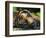 Sumatran Tiger Resting. Captive, Iucn Red List of Endangered Species-Eric Baccega-Framed Photographic Print