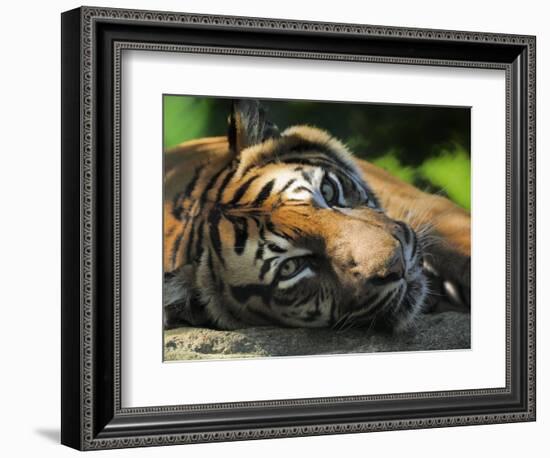 Sumatran Tiger Resting. Captive, Iucn Red List of Endangered Species-Eric Baccega-Framed Photographic Print