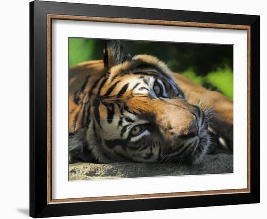 Sumatran Tiger Resting. Captive, Iucn Red List of Endangered Species-Eric Baccega-Framed Photographic Print