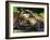 Sumatran Tiger Resting. Captive, Iucn Red List of Endangered Species-Eric Baccega-Framed Photographic Print