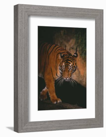 Sumatran Tiger Walking on Log-DLILLC-Framed Photographic Print