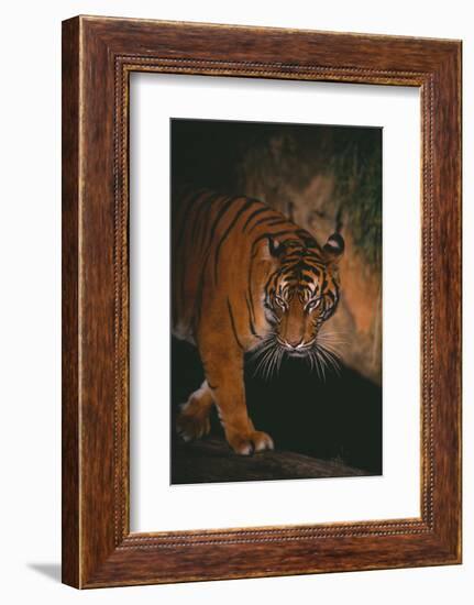 Sumatran Tiger Walking on Log-DLILLC-Framed Photographic Print