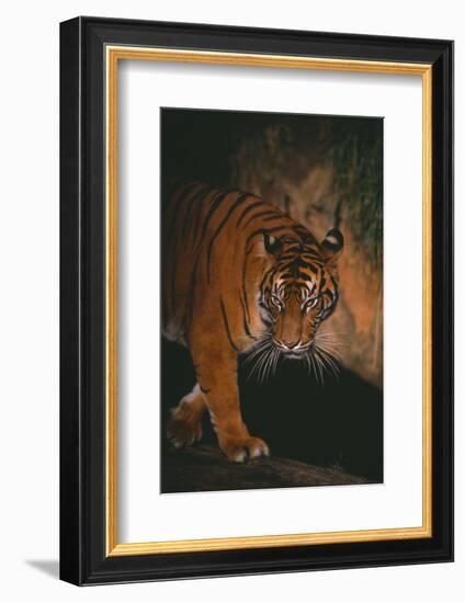 Sumatran Tiger Walking on Log-DLILLC-Framed Photographic Print