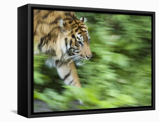 Sumatran Tiger Walking-Edwin Giesbers-Framed Premier Image Canvas