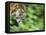 Sumatran Tiger Walking-Edwin Giesbers-Framed Premier Image Canvas